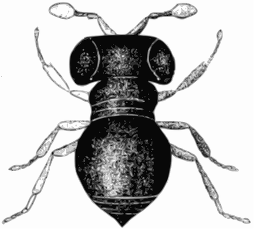 Baeus achaearaneus vector afbeelding