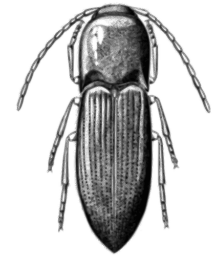 Abu-abu bug