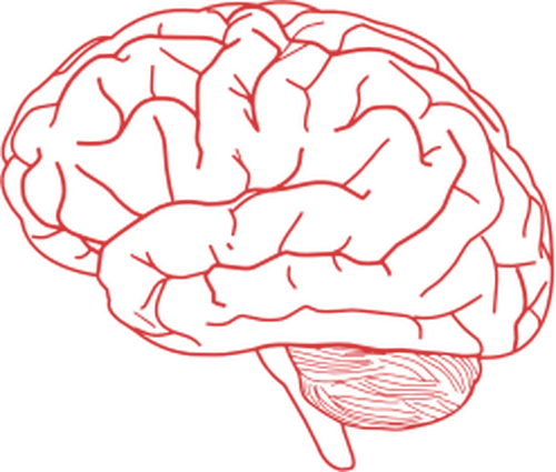 Vektorový obrázek boční pohled lidského mozku v růžové