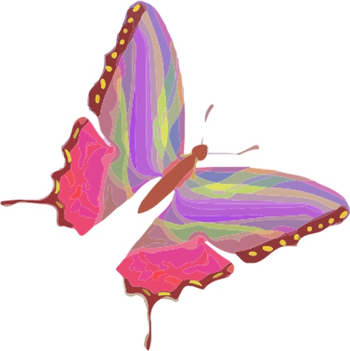 Rainbow butterfly