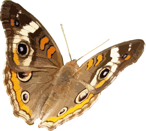 Jírovec motýla vektorový obrázek