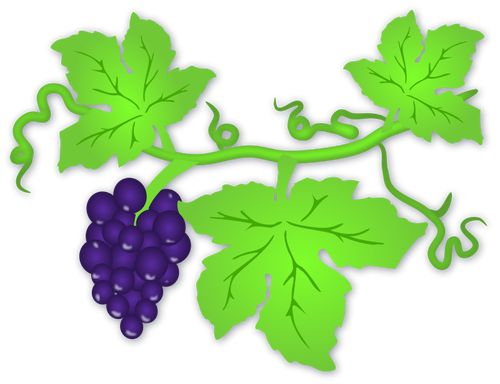 Illustration vectorielle de raisins mûrs