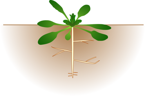 Gambar vektor arabidopsis thaliana