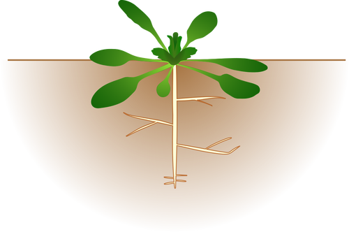 Vektorový obrázek arabidopsis thaliana