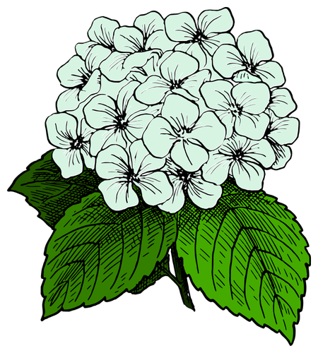 Hydrangea image