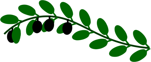 Olive branch bild