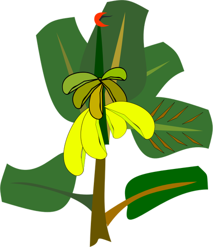 Árbol de plátano con frutas maduras vector ilustración