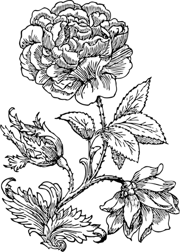 Illustration vectorielle de grande rose en noir et blanc