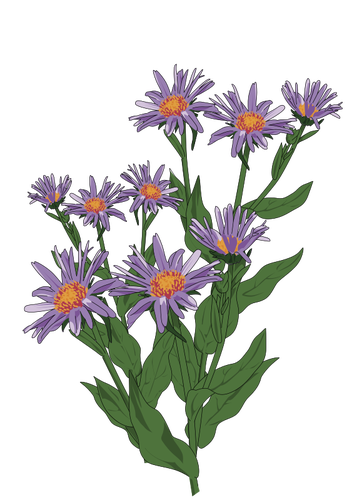 Aster di illustrazione Pyrenees