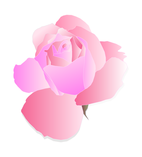 Ungu dan pink rose