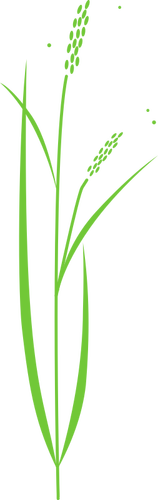 Vektor-Cliparts einfach Reis Pflanze
