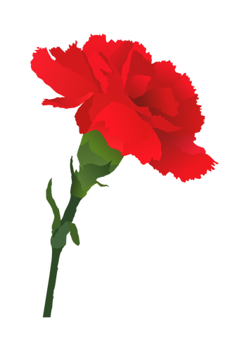 Carnation vector image