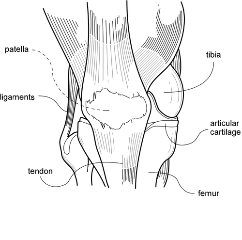 Vector de desen de diagrama de genunchi