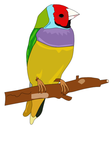 Burung warna-warni