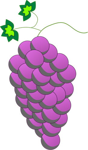 多彩的葡萄