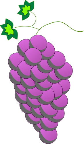 Uvas de colores