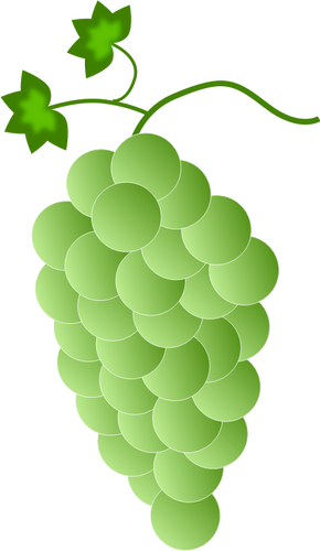 Зеленый белый виноград