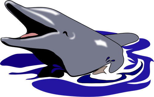 海豚微笑