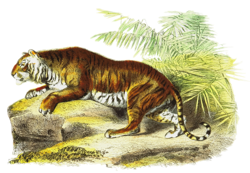 Harimau vektor gambar