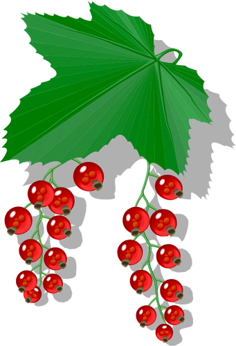 Imagine de fructe de padure roşu