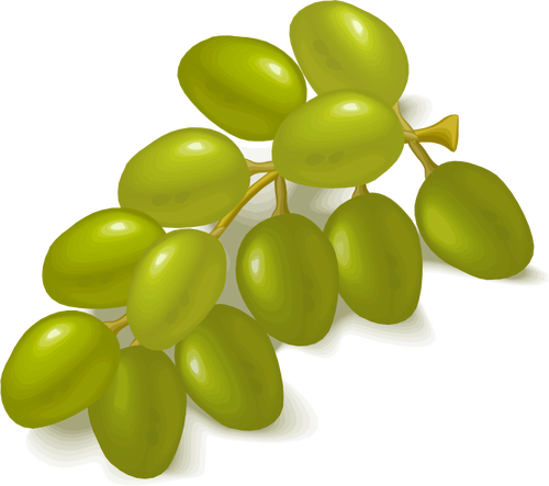 Imagen vectorial de uvas verdes