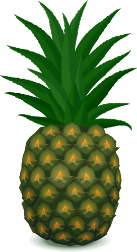 Zelený ananas vektorový obrázek