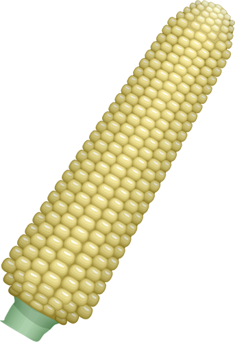 Corn cob