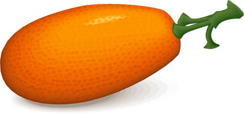 Persimmon vector image