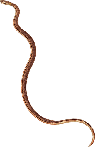 Serpente marrone sottile