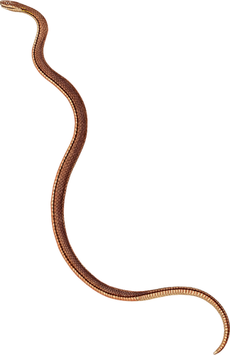 Thin brown snake