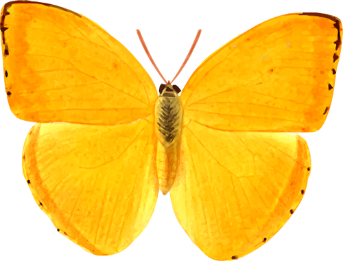 주황색 거 대 한 나비
