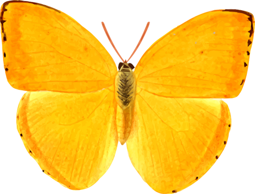 Orange giant butterfly