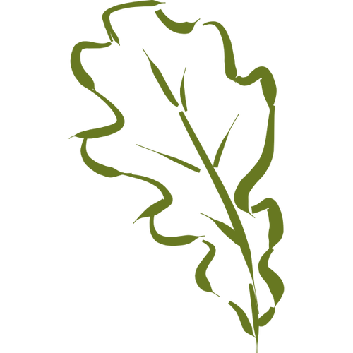 Hand-drawn oak leaf