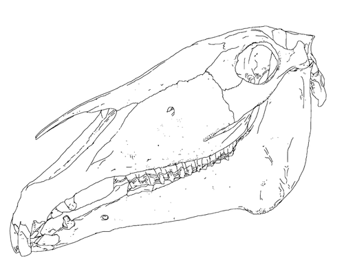 Векторное изображение головы костей лошади