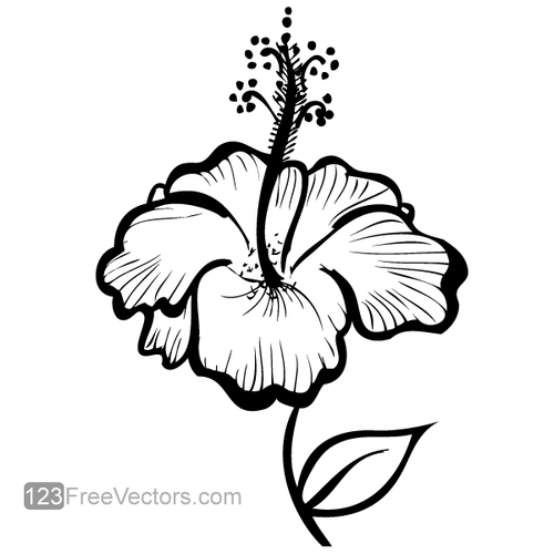 Hand-drawn Hibiscus Flower