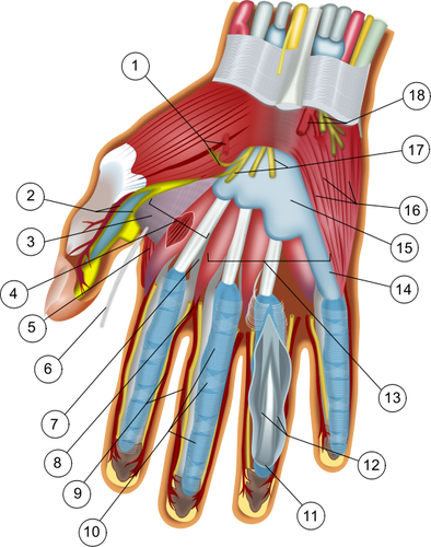 Käden anatomia