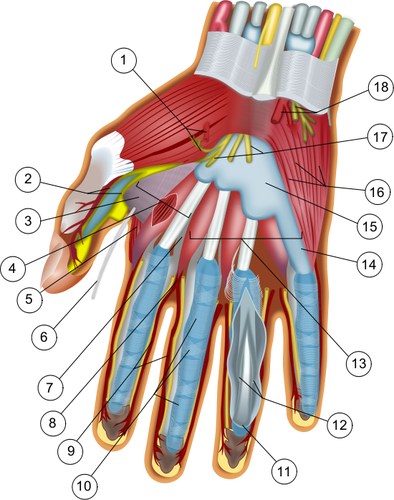 Anatomía de la mano