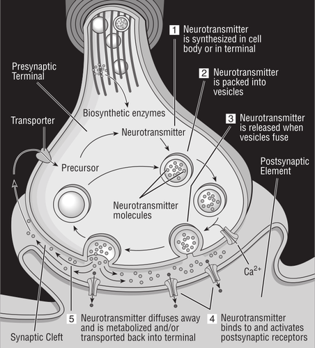 Diagrama do vetor de sinapse