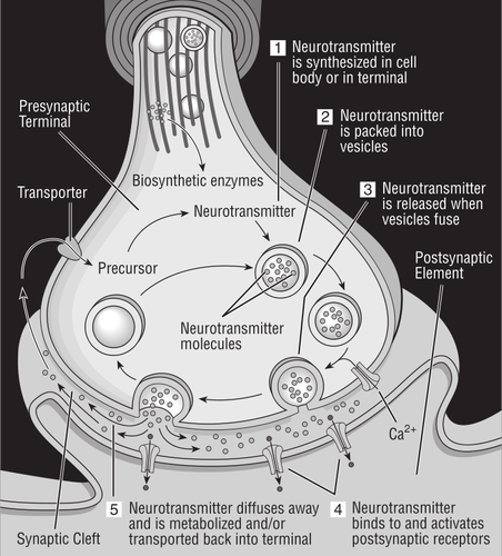 वेक्टर synapse का आरेख