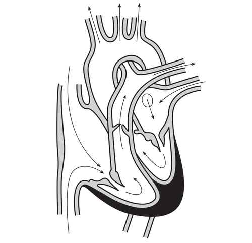 Immagine vettoriale del cuore e del corso del flusso di sangue attraverso le cavità cardiache.