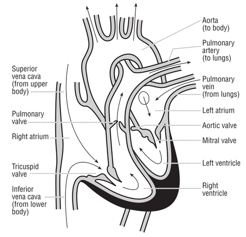 Vector illustration of the heart and course of blood flow through the heart chambers.