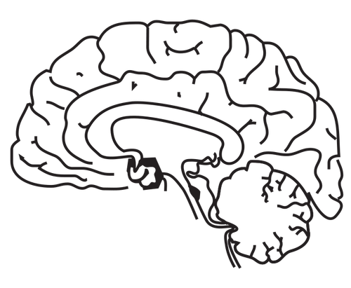 صورة متجه الدماغ البشري