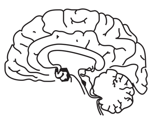 Human brain vector image