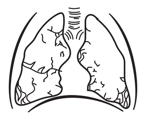 Pulmones humanos vector de la imagen