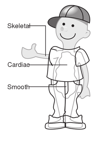 Vektorový diagram ze tří typů svalů