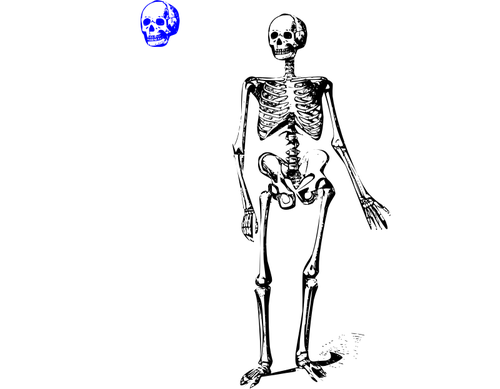 Skelettet