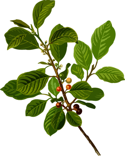 Alder buckthorn gambar