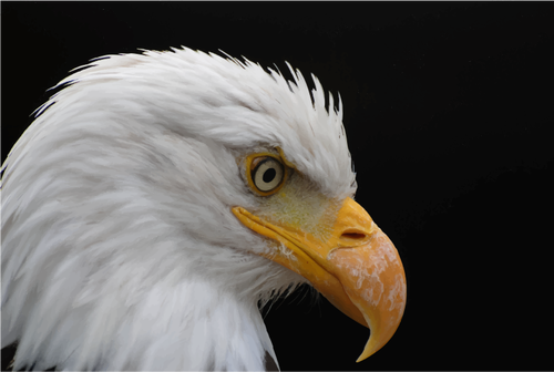 Alopecic águila