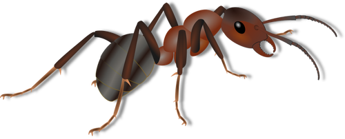 Ant tekening