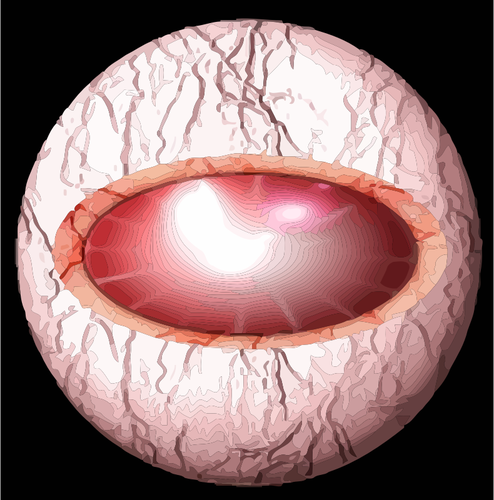 Ojo humano desde dentro de vector de la imagen